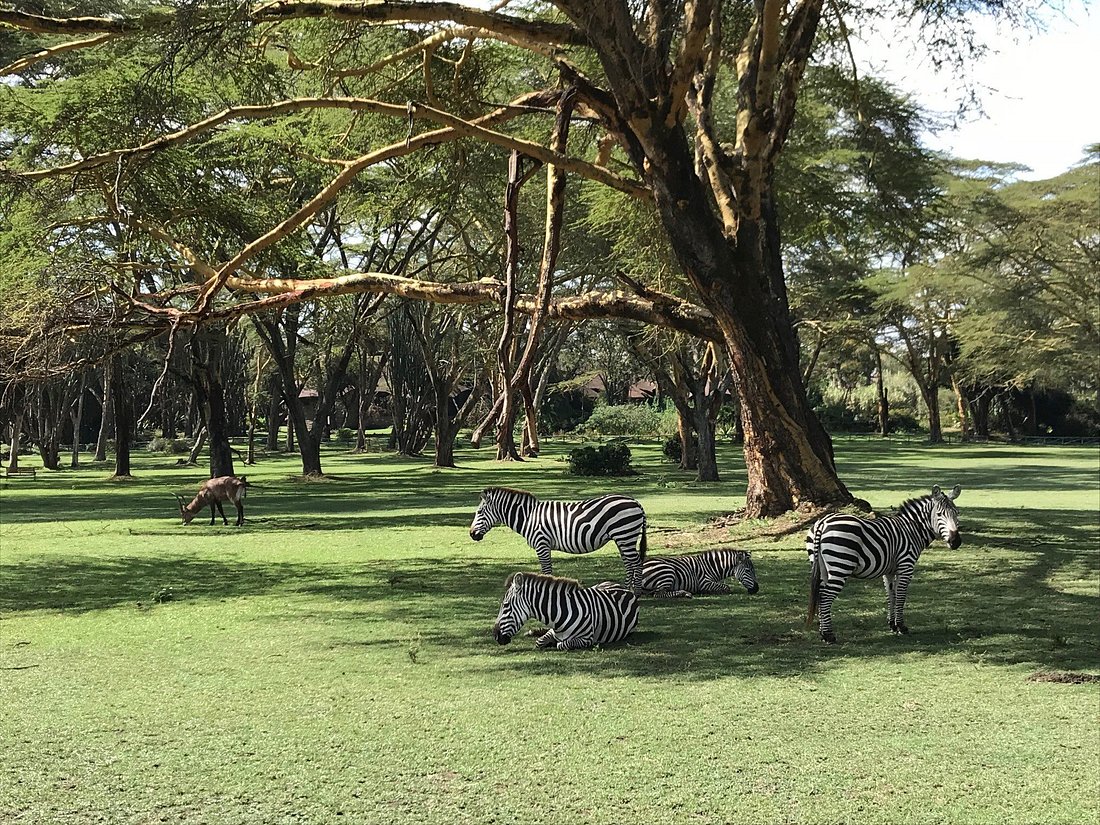 Lake Naivasha Sopa resort image 2