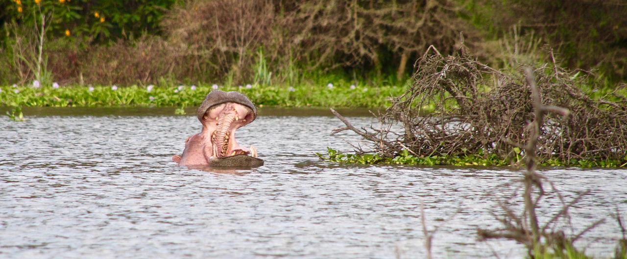 Naivasha Day Trip Safari from Nairobi