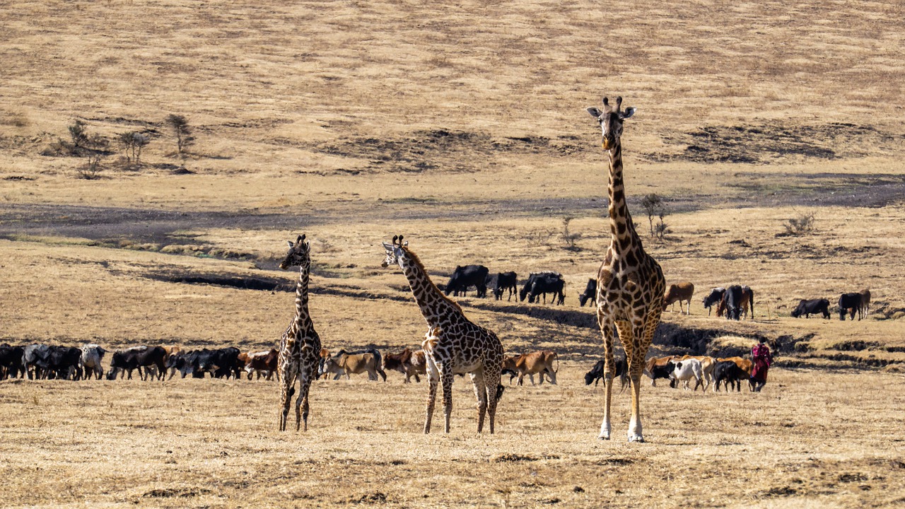 11 Day 10 Nights Masai Mara – Lake Nakuru National Park – Amboseli-Ngorongoro Crater, Serengeti National Park, And Tarangire Safari