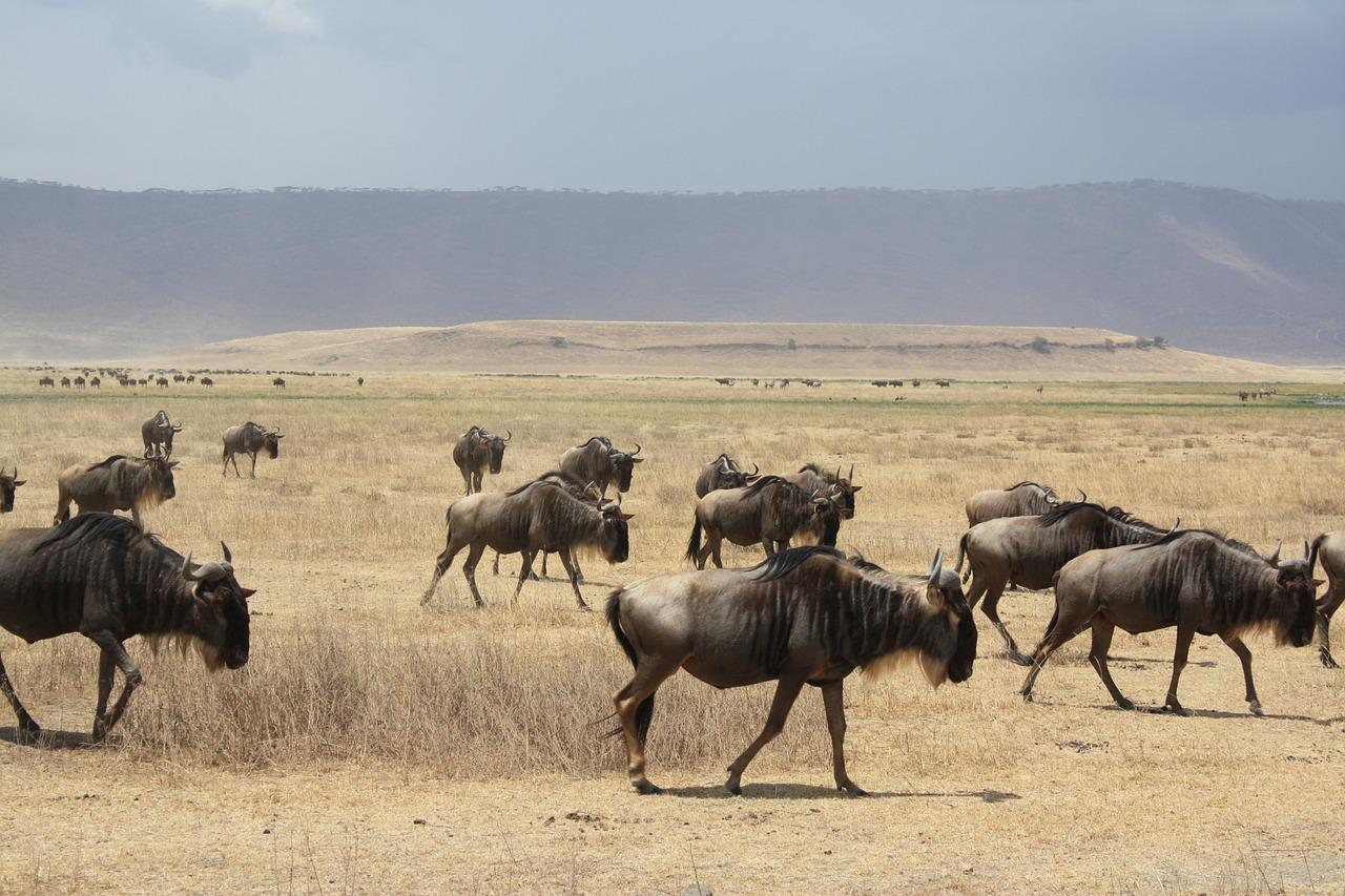 11 Day 10 Nights Masai Mara – Lake Nakuru National Park – Amboseli-Ngorongoro Crater, Serengeti National Park, And Tarangire Safari