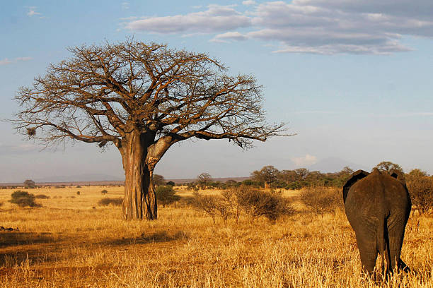 10 Days 9 Nights Kenya And Tanzania Combined Safari