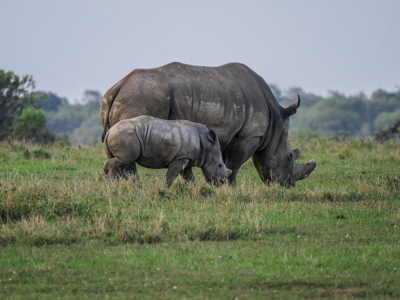 2 Days 1 Night Ol Pejeta Sweetwaters Conservancy Safari From Nairobi