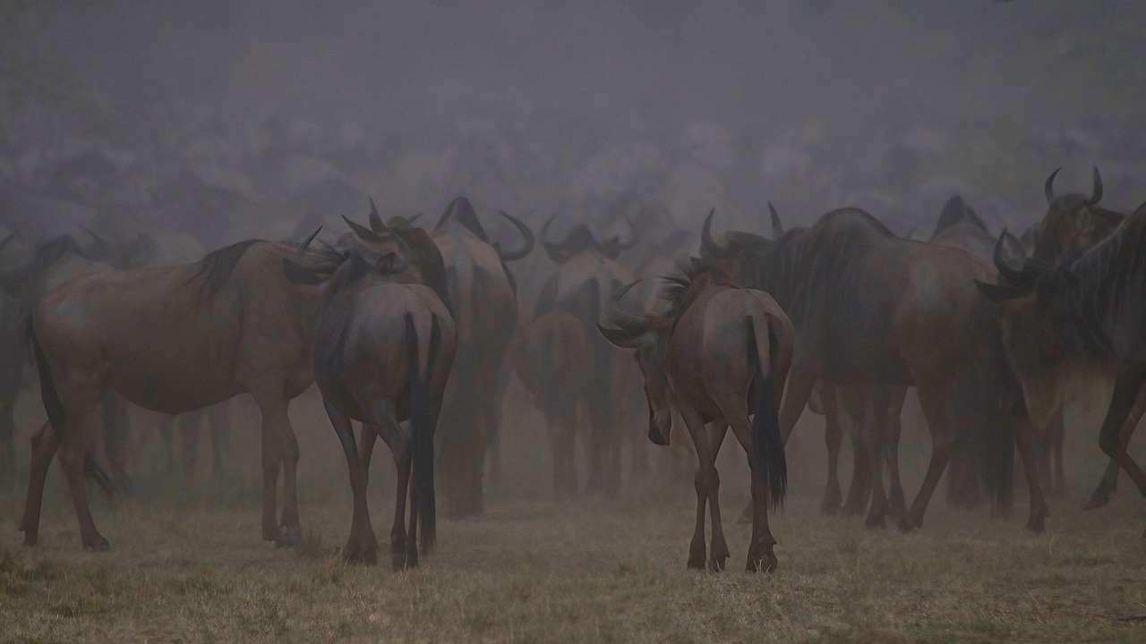 22 Days Best of Kenya