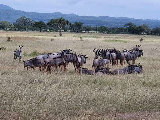 3 Days 2 Night Mikumi National Park Tanzania