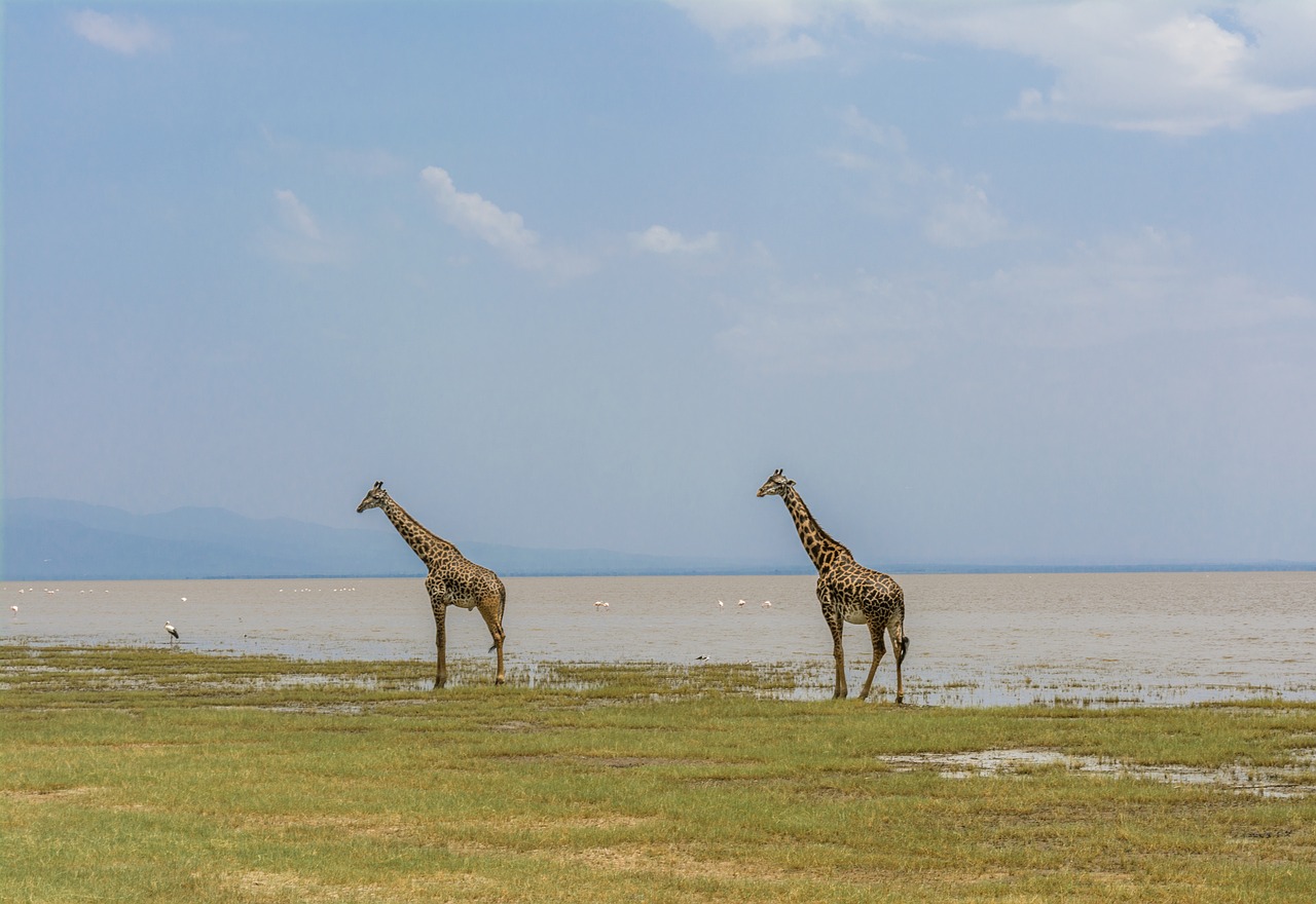 3 Days 2 Nights Ngorongoro Crater, Lake Manyara & Tarangire Tanzania Safari