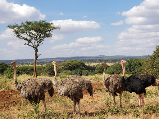 3 Days 2 Nights Ngorongoro Crater, Lake Manyara & Tarangire Tanzania Safari