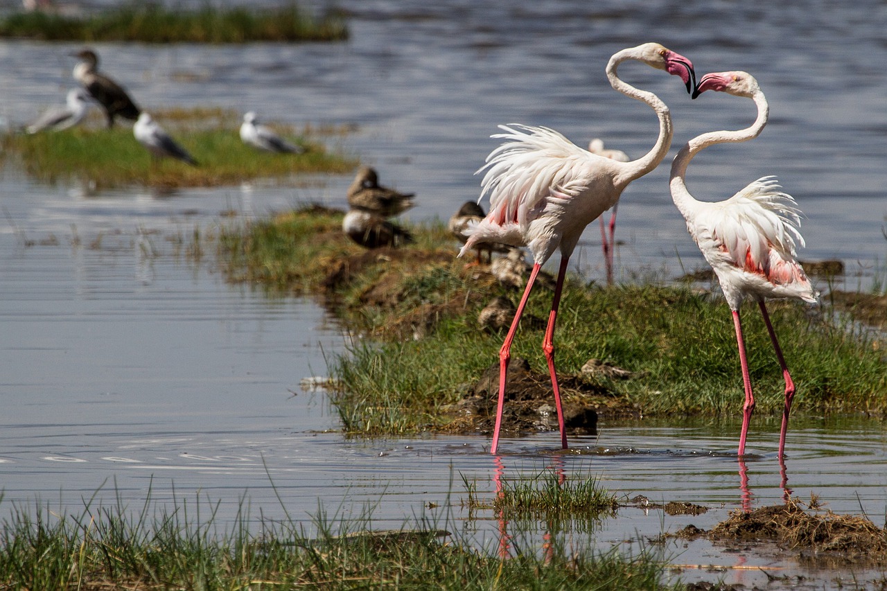3 Days 2 Nights Lake Nakuru National Park Safari