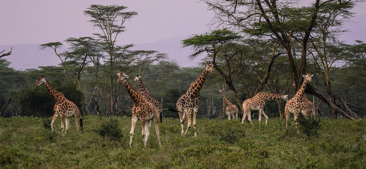3 Days 2 Nights Lake Nakuru National Park Safari