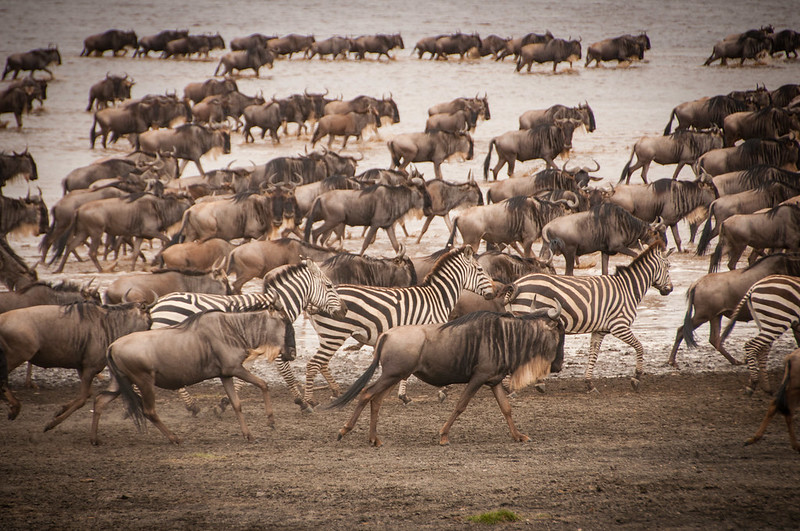 3 Days 2 Nights Selous Game Reserve Tanzania