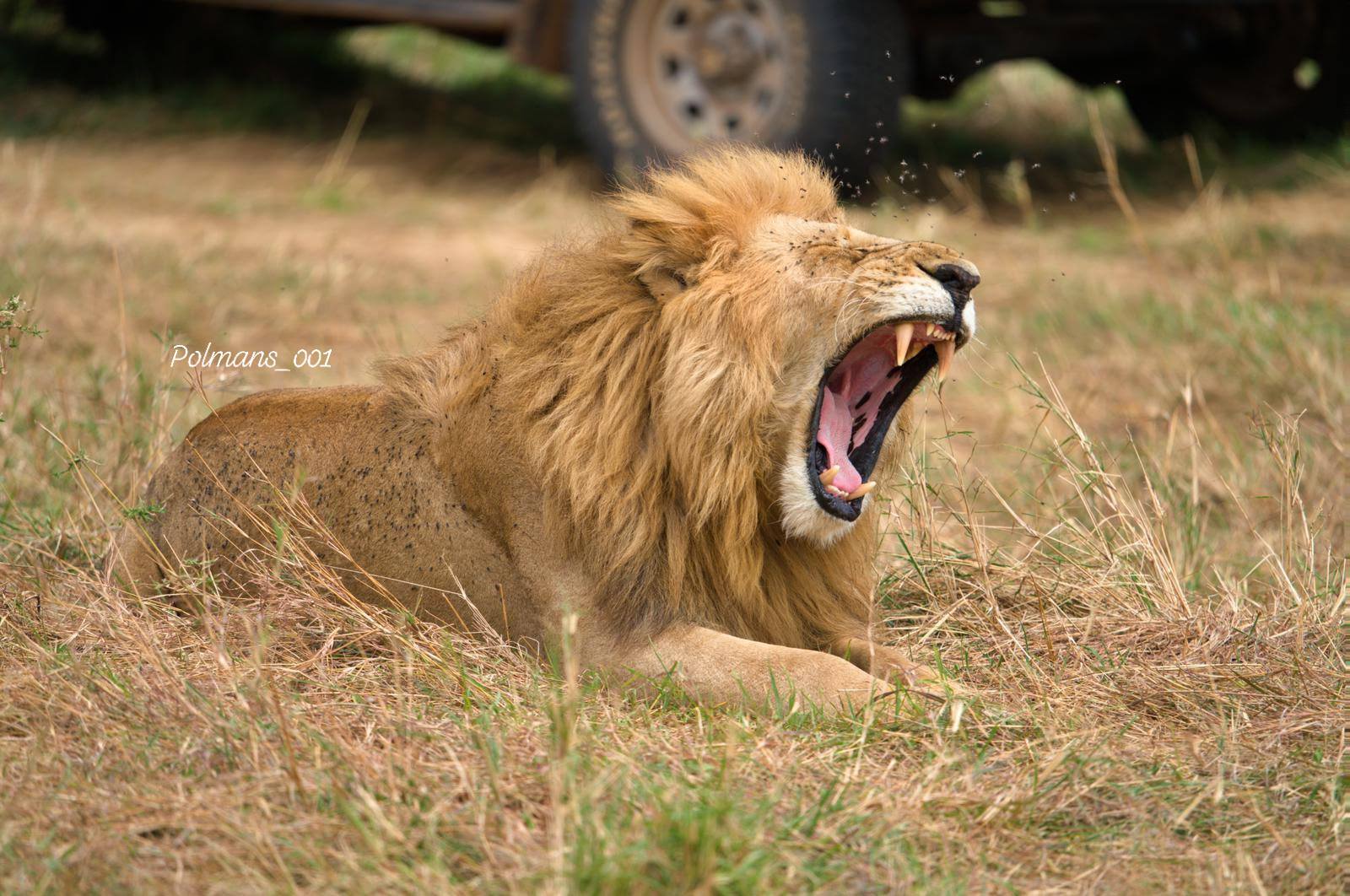 3 Days / 2 Nights Serengeti and Ngorongoro Crater National Park Safari Tanzania