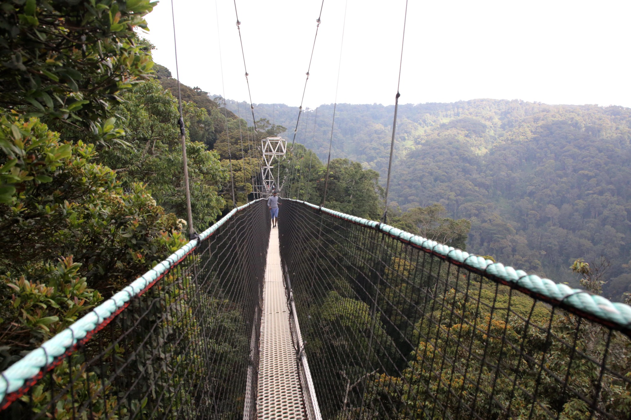 4-Day Nyungwe Forest Safari – Chimpanzee Trekking & Canopy Walk Adventure in Rwanda