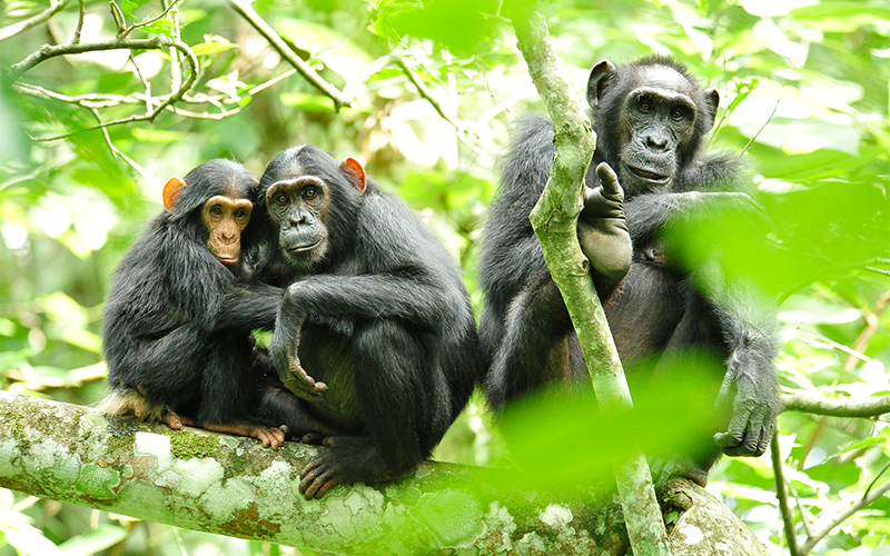 4-Day Nyungwe Forest Safari – Chimpanzee Trekking & Canopy Walk Adventure in Rwanda