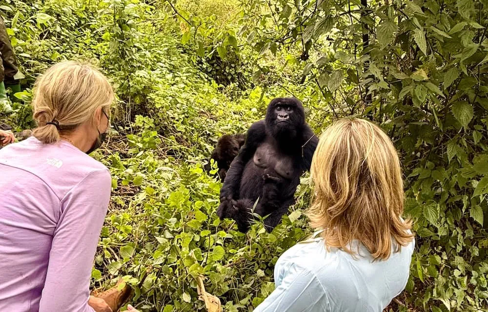 4-Day Rwanda Primate Safari – Gorilla, Chimpanzee & Golden Monkey Adventure