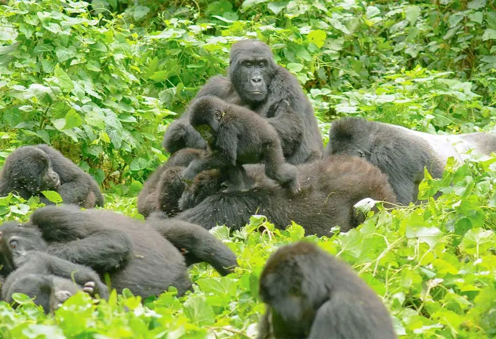 4-Day Rwanda Primate Safari – Gorilla, Chimpanzee & Golden Monkey Adventure