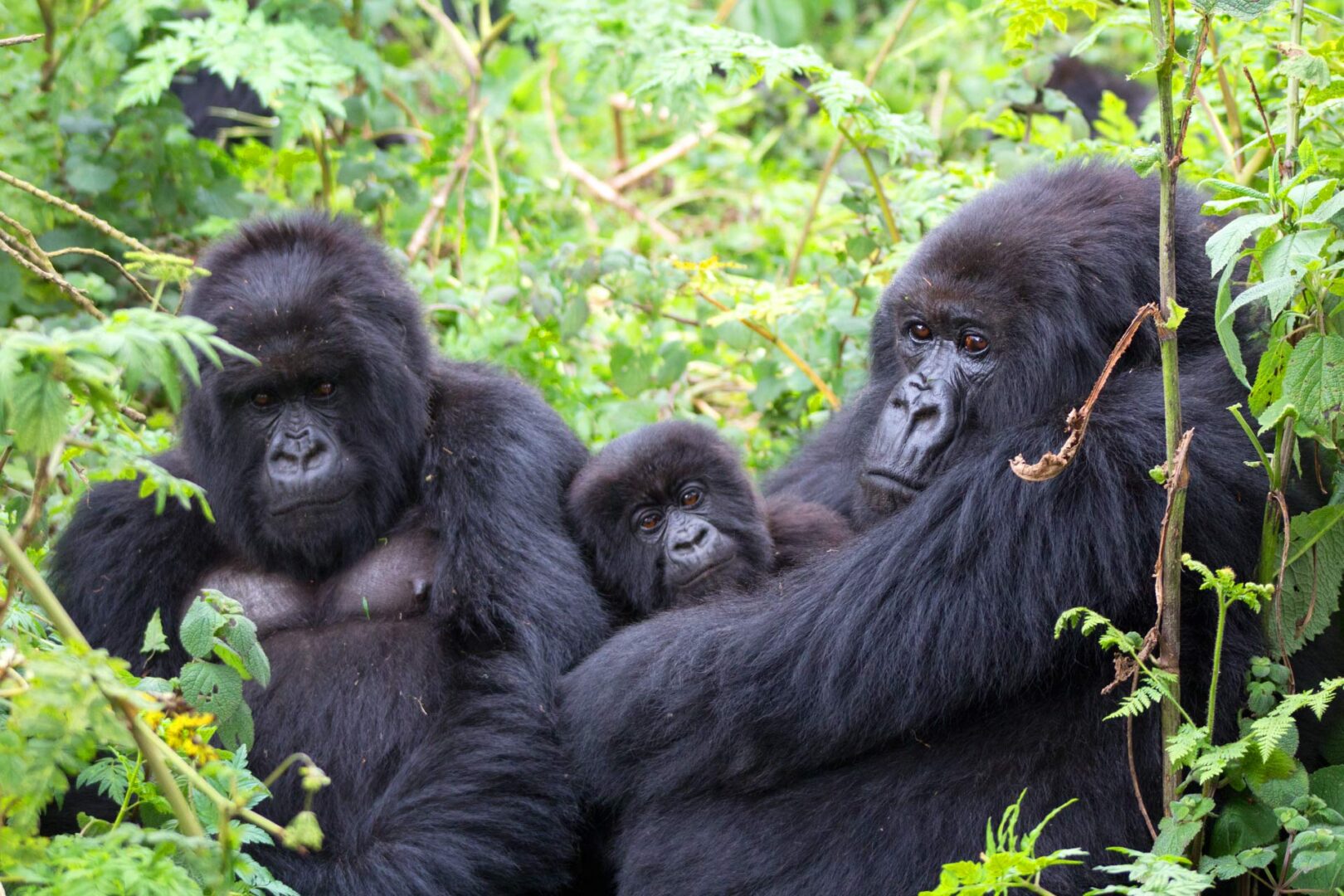 4-Day Rwanda Primate Safari – Gorilla, Chimpanzee & Golden Monkey Adventure