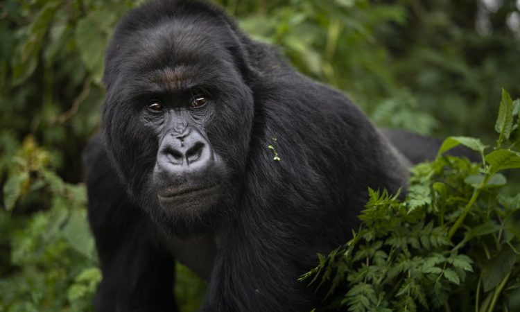4-Day Rwanda Primate Safari – Gorilla, Chimpanzee & Golden Monkey Adventure