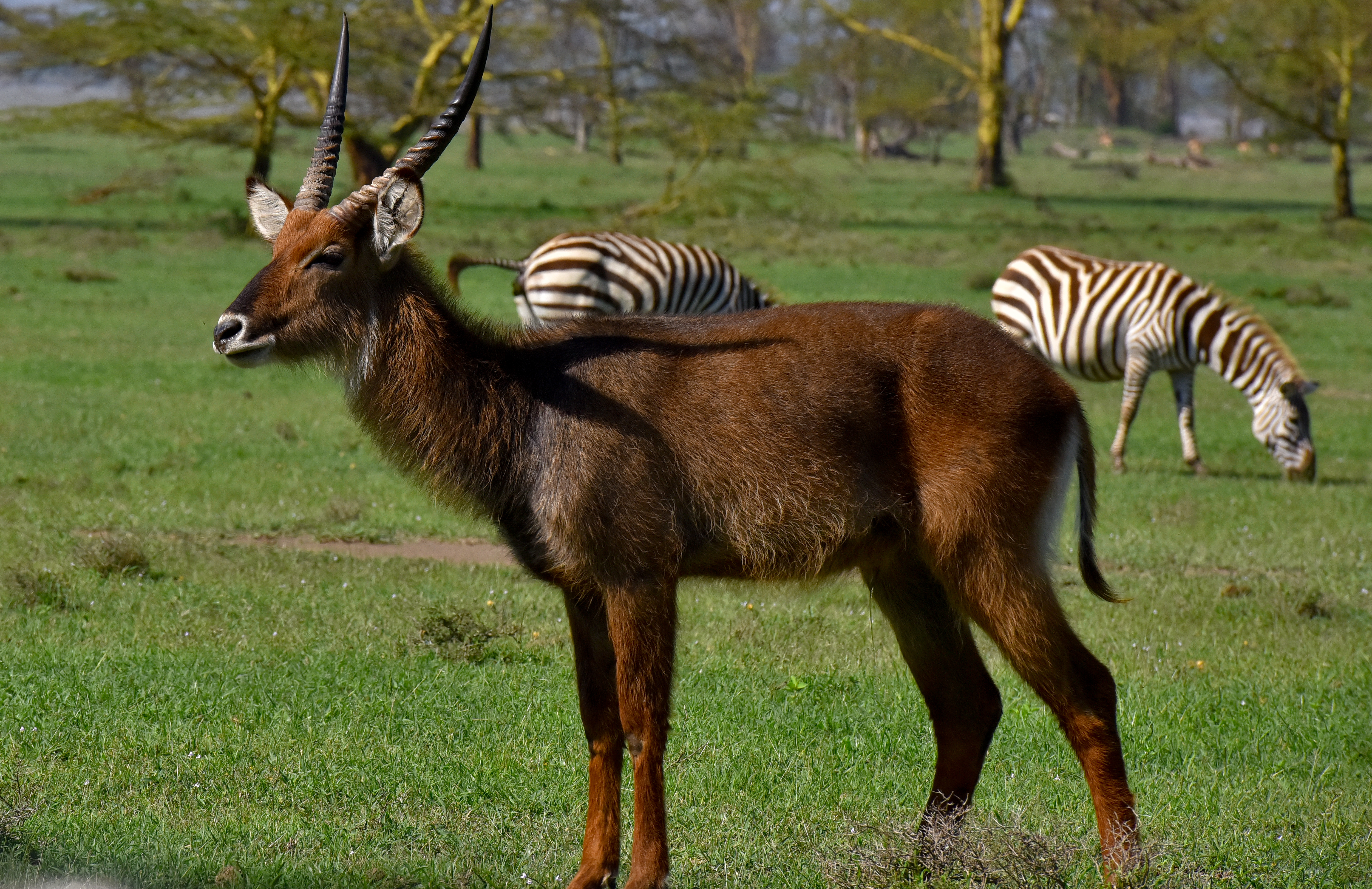 4 Days 3 Nights Lake Elementaita & Masai Mara Safari