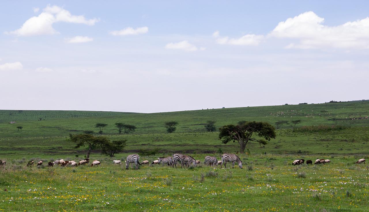 4 Days 3 Nights Serengeti-Ngorongoro & Lake Manyara Tanzania Safari