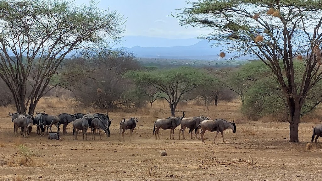 4 Days 3 Nights Tsavo East National Park & Tsavo West Safari