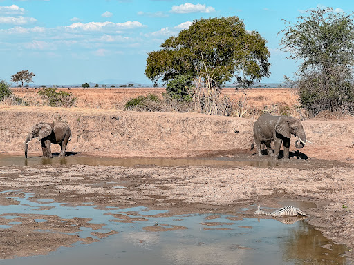 5 Days 4 Nights Selous, Mikumi, Udzungwa National Park Safari