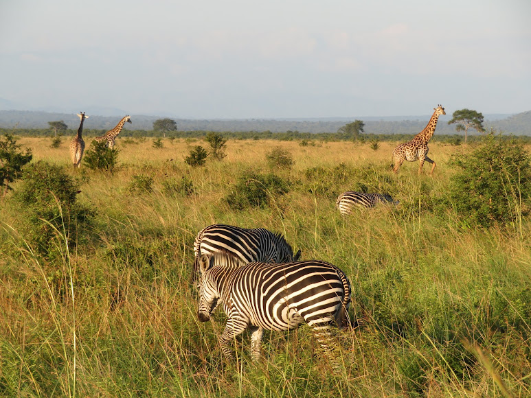 5 Days 4 Nights Selous, Mikumi, Udzungwa National Park Safari
