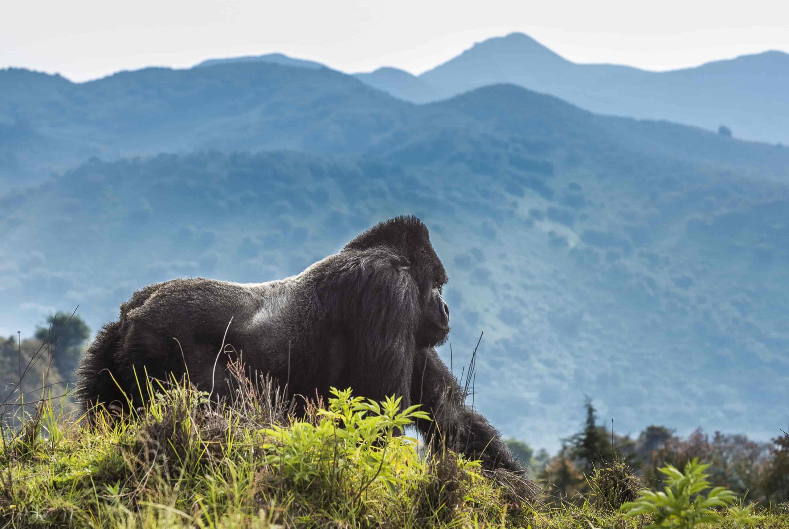 6-Day Cultural & Nature Hybrid Rwanda Safari – Gorillas, Chimps, Lake Kivu & Traditional Villages