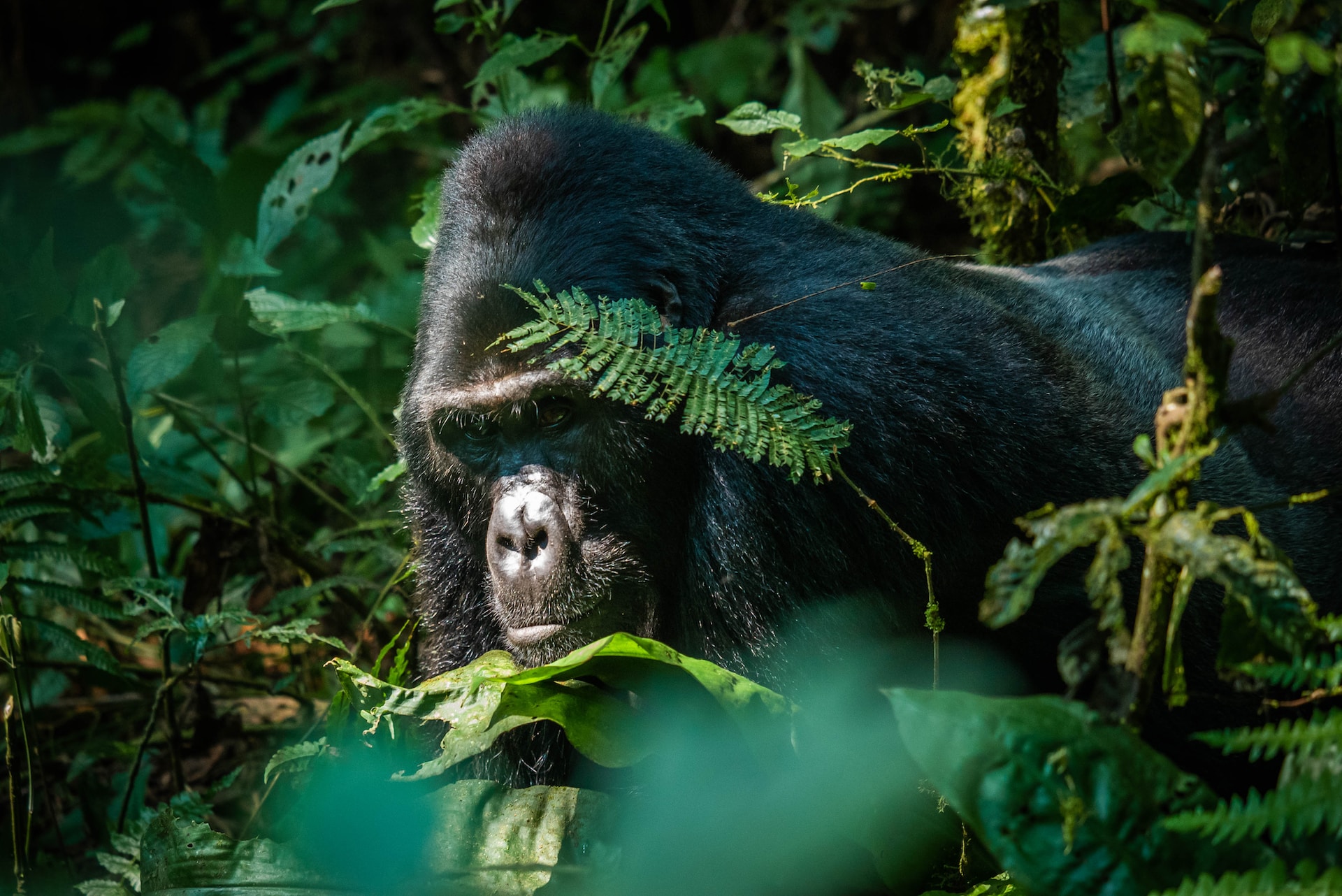 6-Day Cultural & Nature Hybrid Rwanda Safari – Gorillas, Chimps, Lake Kivu & Traditional Villages