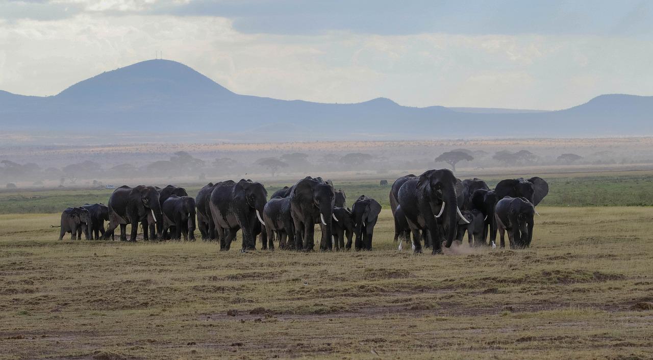 6 Days 5 Nights Maasai Mara Lake Nakuru National Park Lake Naivasha and Amboseli national park Kenya safari