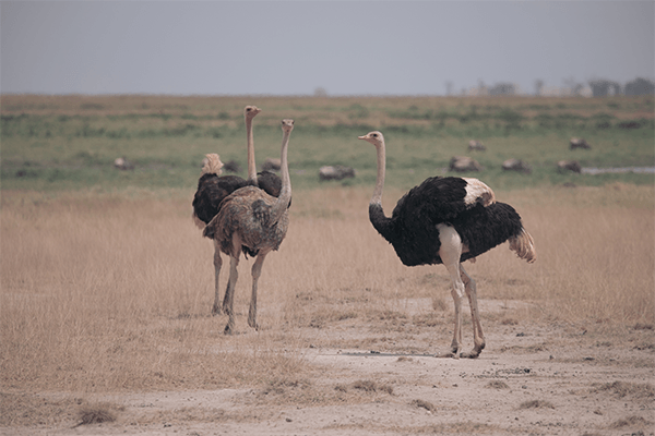 7 Days 6 Nights Kenya Safari Amboseli – Nakuru & Masai Mara