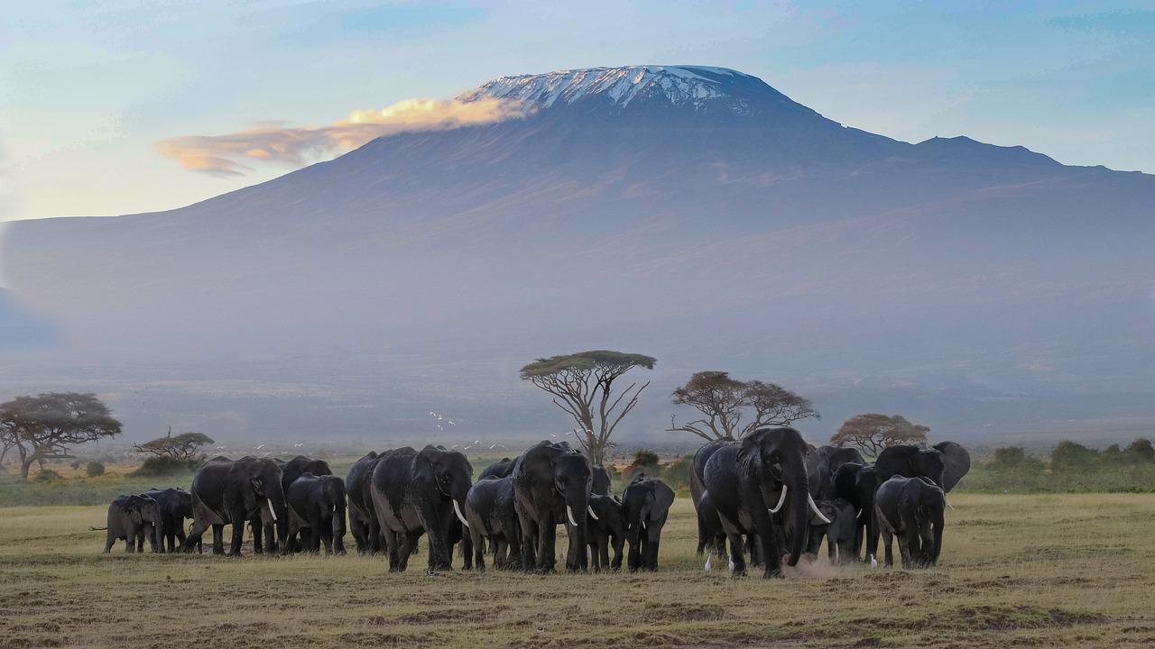 7 Days/ 6 Nights Masai Mara, Lake Nakuru, Lake Naivasha And Amboseli Safari