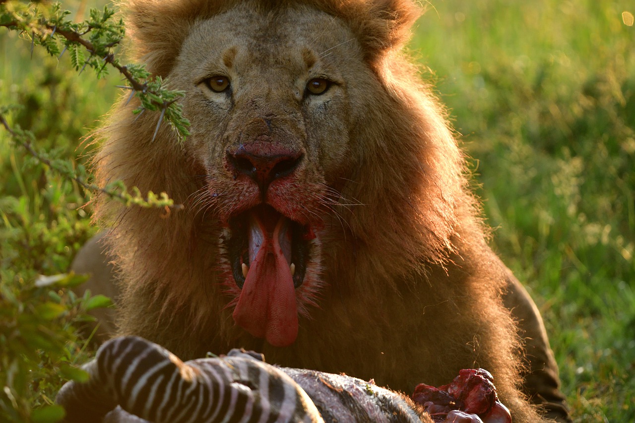 7 Days 6 Nights Sweetwaters – Nakuru & Masai Mara Safari