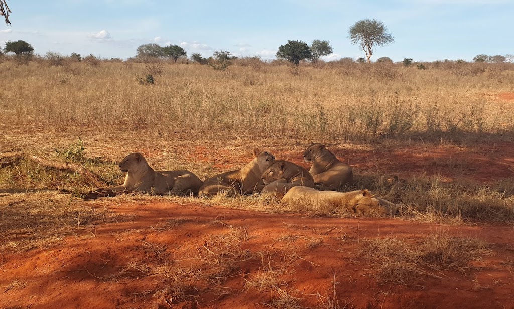 8 Days 7 Nights Tsavo East National Park, Tsavo West National Park, Amboseli National Park, Lake Nakuru National Park And Maasai Mara Safari