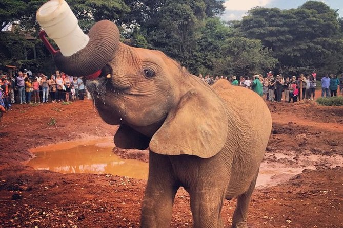 Nairobi National Park & David Sheldrick Elephant Orphanage Tour – Half Day Safari Experience