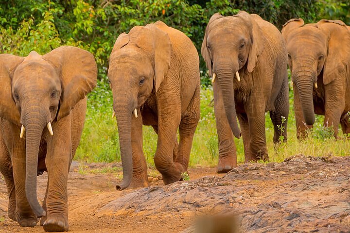 Nairobi National Park & David Sheldrick Elephant Orphanage Tour – Half Day Safari Experience