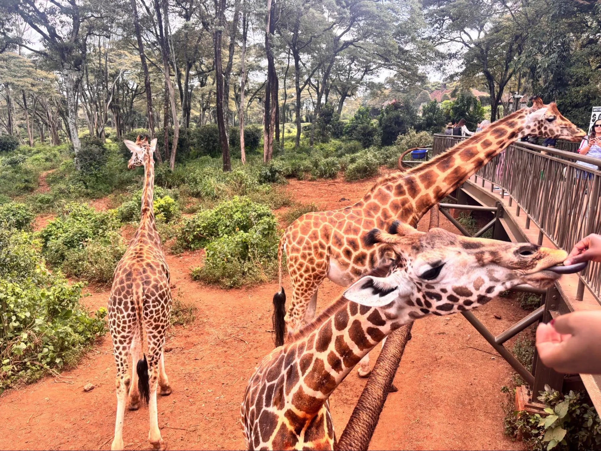 Nairobi National Park, Elephant Orphanage & Giraffe Centre Tour