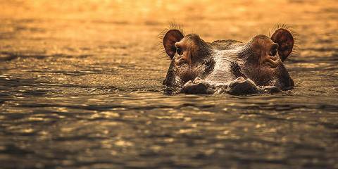 Tanzania 2 Days 1 Night Safari – Selous Game Reserve / Nyerere National Park