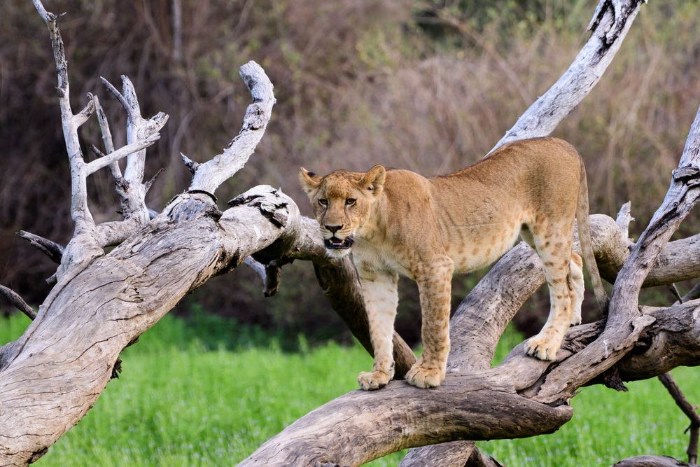 Tanzania 2 Days 1 Night Safari – Selous Game Reserve / Nyerere National Park