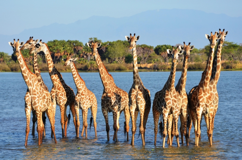 Tanzania 2 Days 1 Night Safari – Selous Game Reserve / Nyerere National Park