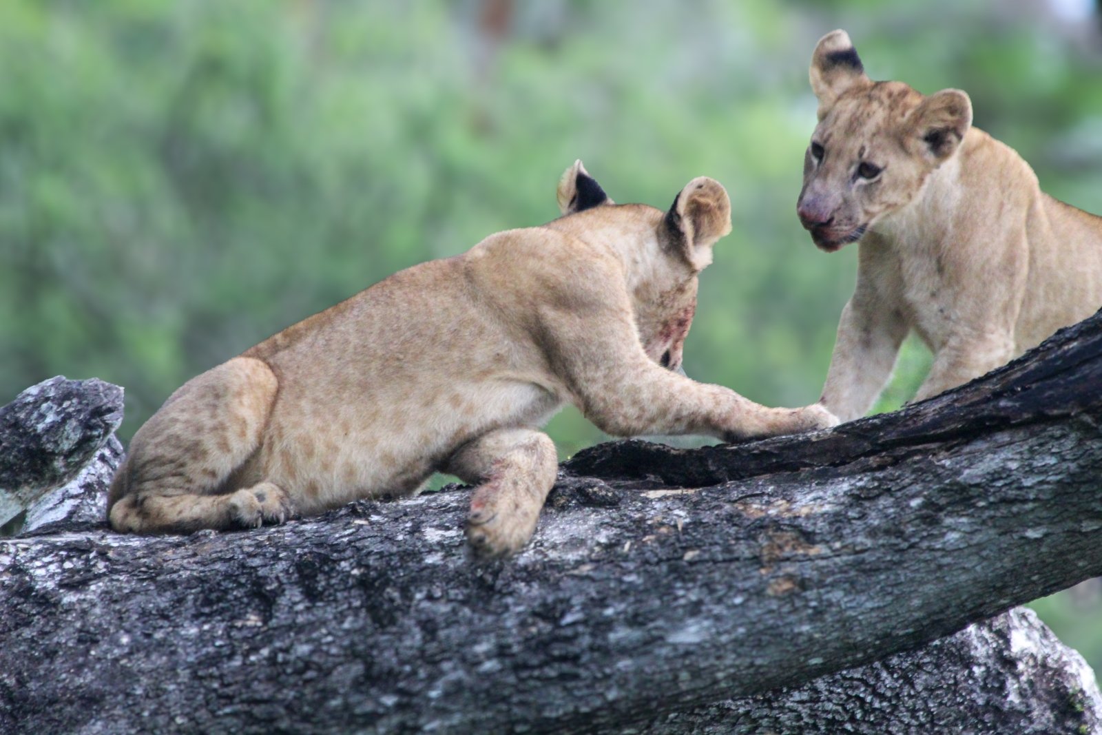 Tanzania 2 Days 1 Night Safari – Selous Game Reserve / Nyerere National Park