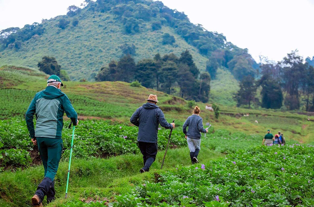 Volcanoes National Park Day Hike & Cultural Walk – Full Day Adventure from Kigali